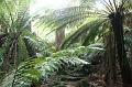 Tree fern gully, Pirianda Gardens IMG_7206